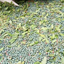 清香木种子产地出售低价批发纯新货供应芽率90%以上