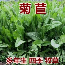 进口大叶菊苣种籽多年生四季牧草子养殖耐寒猪牛羊兔鸡鸭鹅鱼
