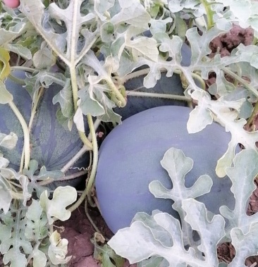 内蒙林子三号黑皮打瓜