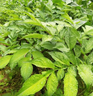 [魔芋批发]魔芋价格4.00元/斤 - 一亩田