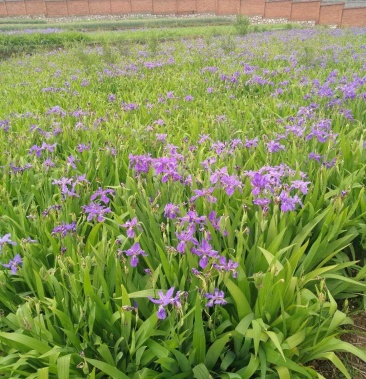 [蓝花鸢尾批发]【精品】蓝花鸢尾 产地直销 货源充足 可视频看货价格