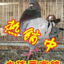 元宝鸽受精蛋，大体元宝鸽，全国包邮，详情请来电咨询。