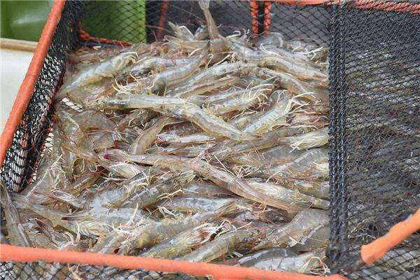 对虾收捕过程
