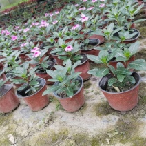 长春花杯苗，15-20成都货源。