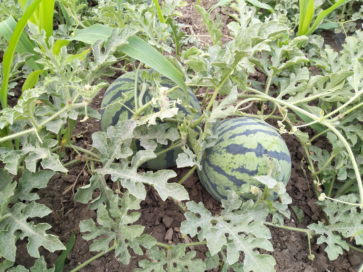 京欣西瓜种子特写