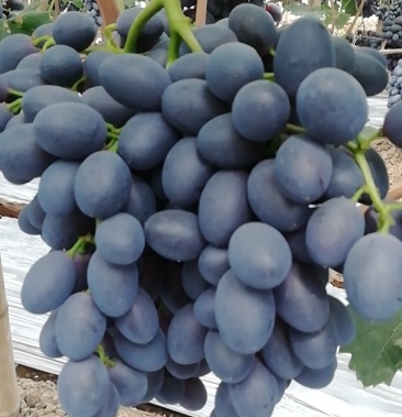 a17葡萄 0.8~1.5斤现大量上市实力代办多年
