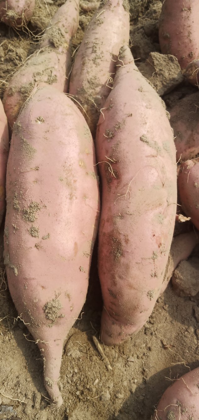 河南红薯龙薯九号,精品上市 3两以上 ,来电有惊喜