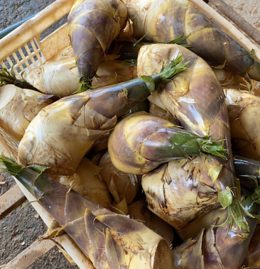 福建古田县绿源笋业专业合作社马蹄笋基地直供批发一件代发