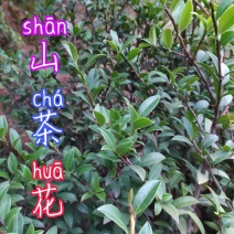 贵州毕节古夜郎大地野生中药材山茶花山茶根