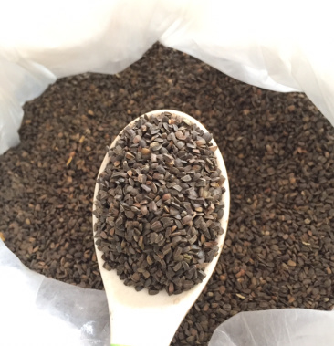 明生种业红花益母草种子2021新籽出芽率高