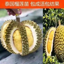 进口榴莲苗，猫山苗、金枕苗