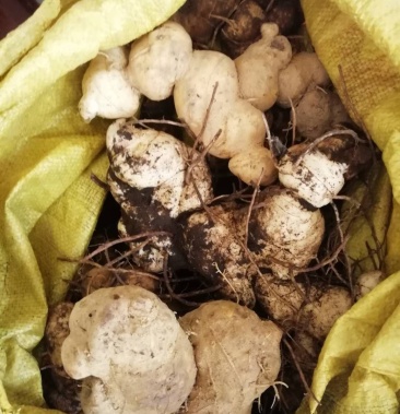 桂西深山天然黄精精选大老新鲜果实