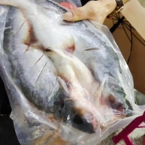 巴沙鱼