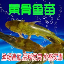 【黄骨鱼苗】优质黄骨鱼、黄辣丁苗基地直供生长快