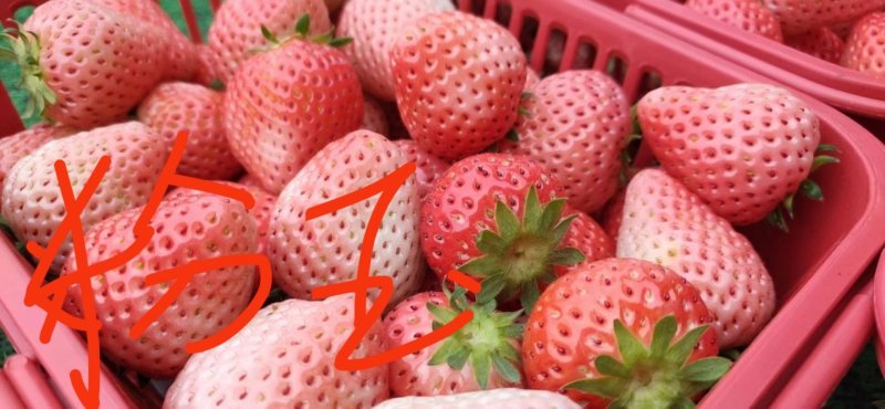 草莓苗批发基地在哪里