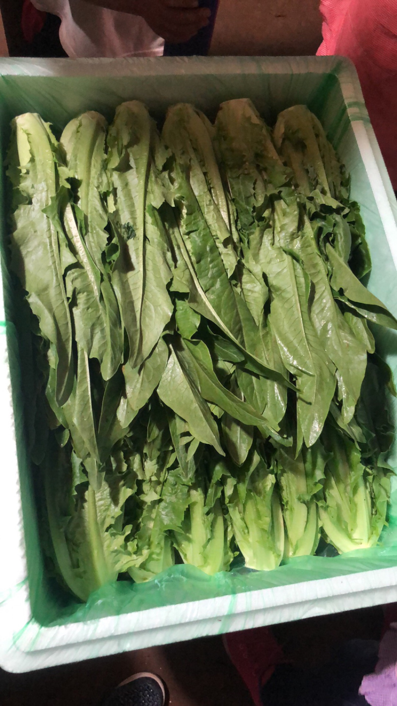 油麦菜,精品油麦菜,长期供应,好货