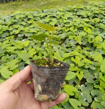 [罗汉果苗批发]罗汉果苗价格2.50元/棵 一亩田