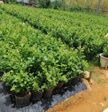 珠宝绿宝石春高蓝莓苗