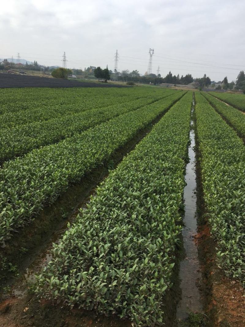 茶树苗黄金芽一年苗