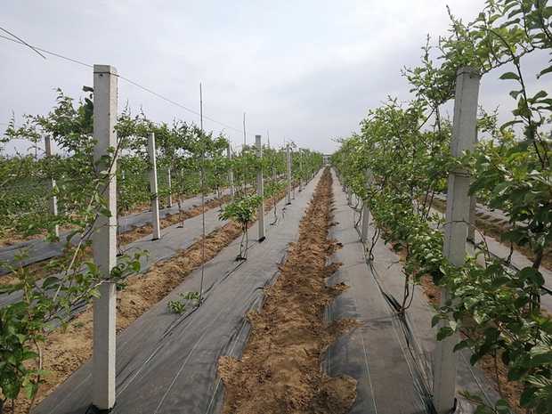 春季红心猕猴桃苗种植现场