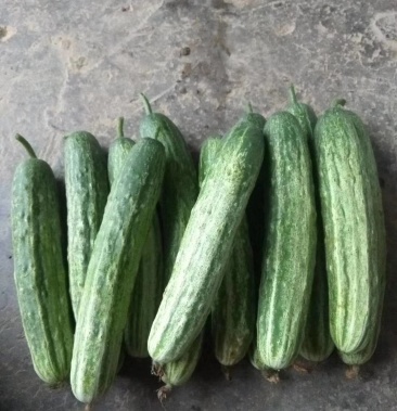 燕白黄瓜黄瓜基地直供