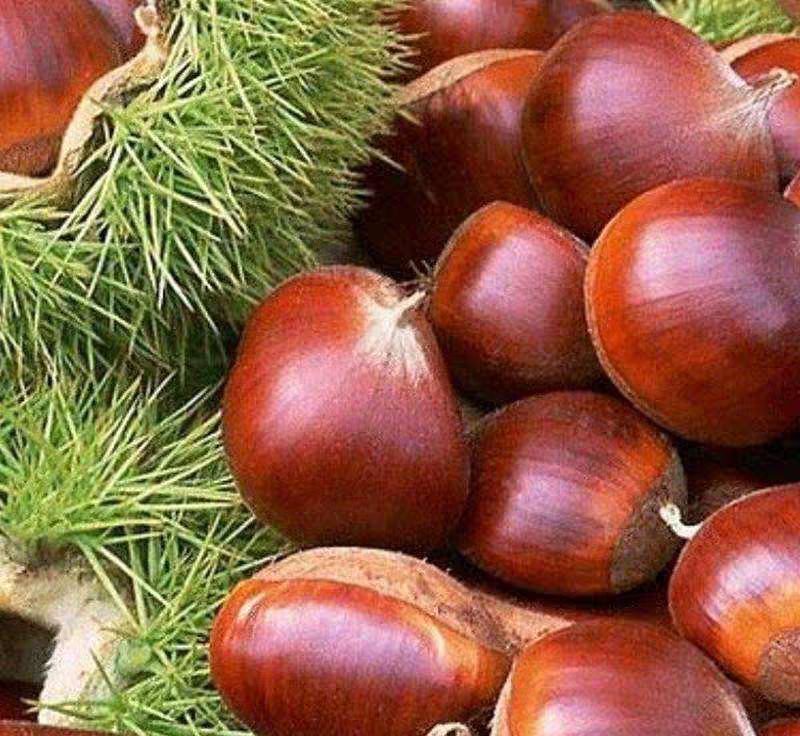 油栗与毛栗对比图