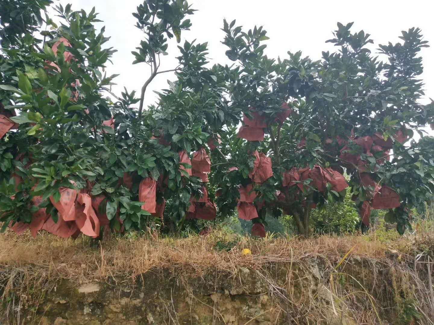 药盒与红心柚并置对比图：左侧为阿托伐他汀钙片铝塑包装，右侧为切开的红心柚，两者用醒目的黄色禁止符号连接