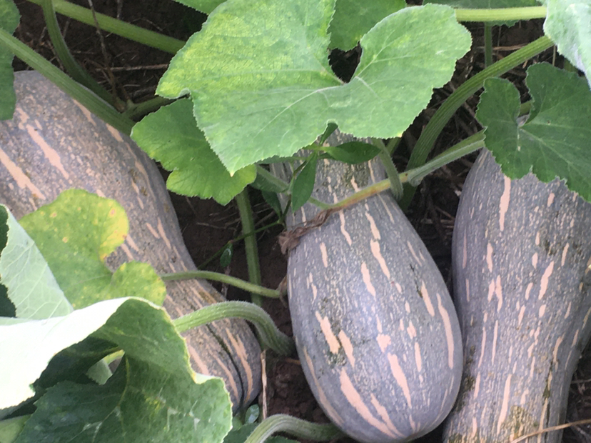 一块南瓜种植地中左侧为成熟蜜本南瓜,藤蔓粗壮,果实呈深橙色长梨形;右侧为贝贝南瓜,植株较紧凑,果实小巧圆润,颜色墨绿带条纹,地面覆盖黑色地膜,背景有农户正在采摘 蜜本南瓜与贝贝南瓜田间对比图