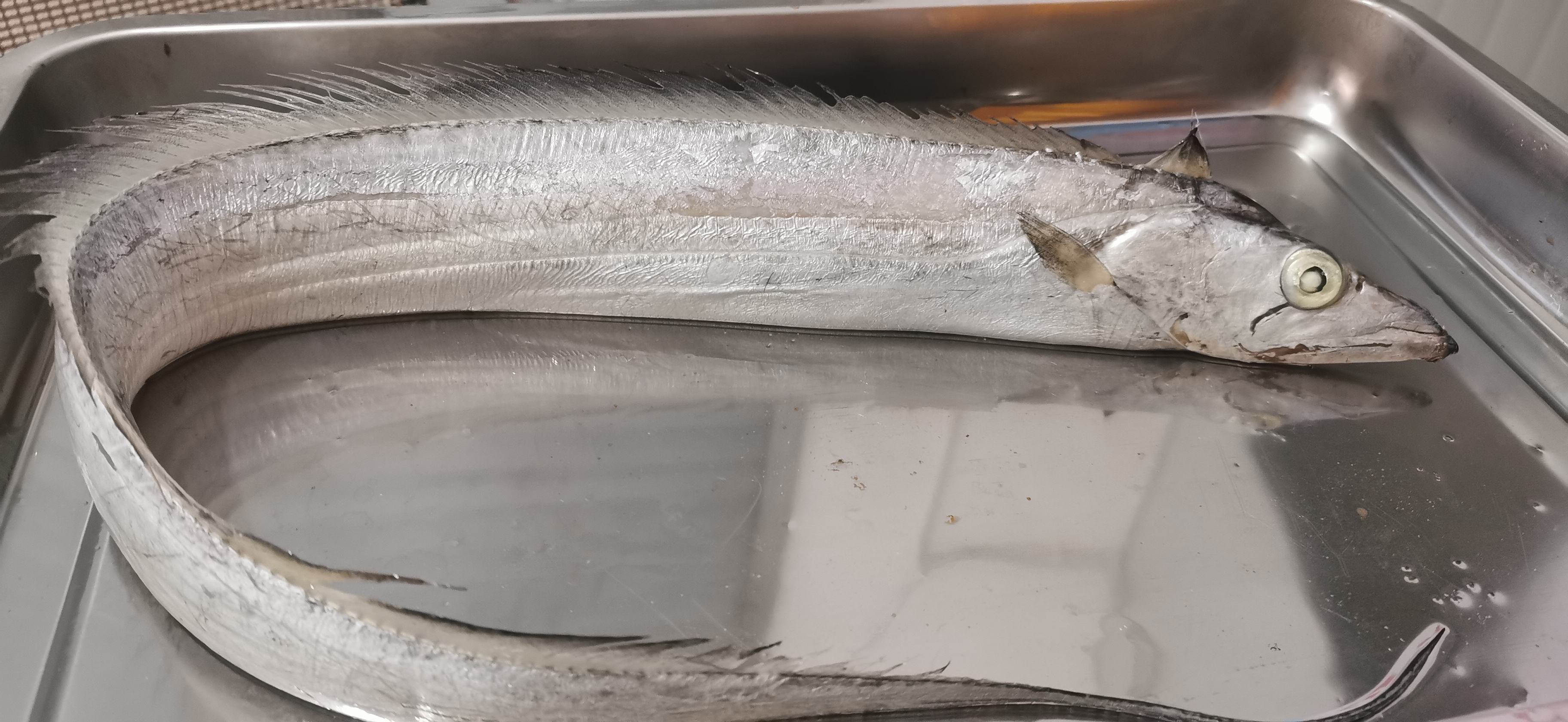 皇带鱼在深海中的游动