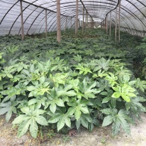 出售八角金盘，杯苗八角金盘，八角金盘成都货源