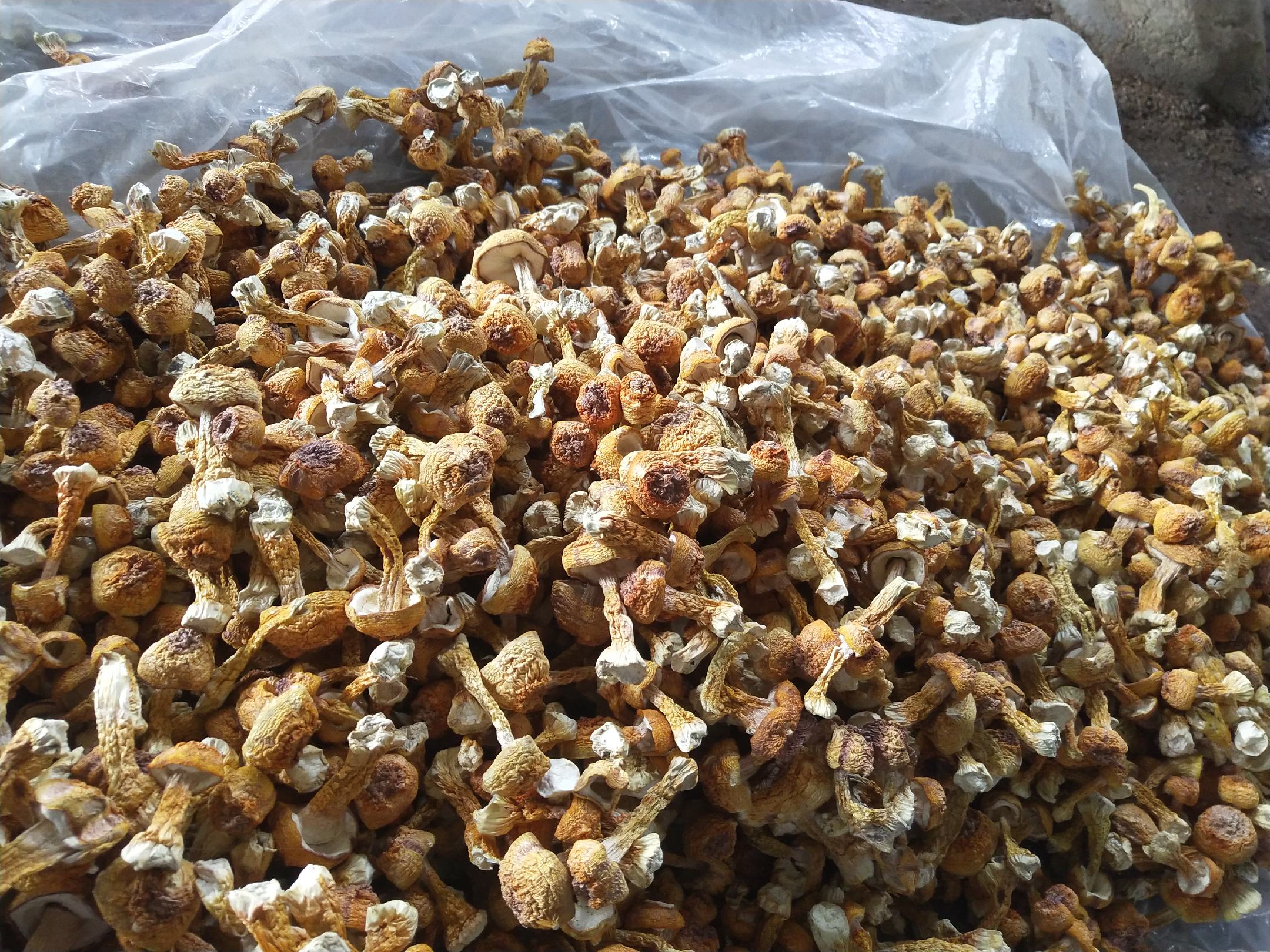 实验室场景:白色瓷板上放置3组试管,左管为合格干姬松茸浸出液+碘液(保持淡蓝色),中管为硫磺熏蒸样品浸出液+碘液(瞬间褪为无色),右管为阴性对照(蒸馏水+碘液,稳定蓝色);背景可见CFSA检测标准卡片与移液枪 姬松茸二氧化硫快速检测试验过程