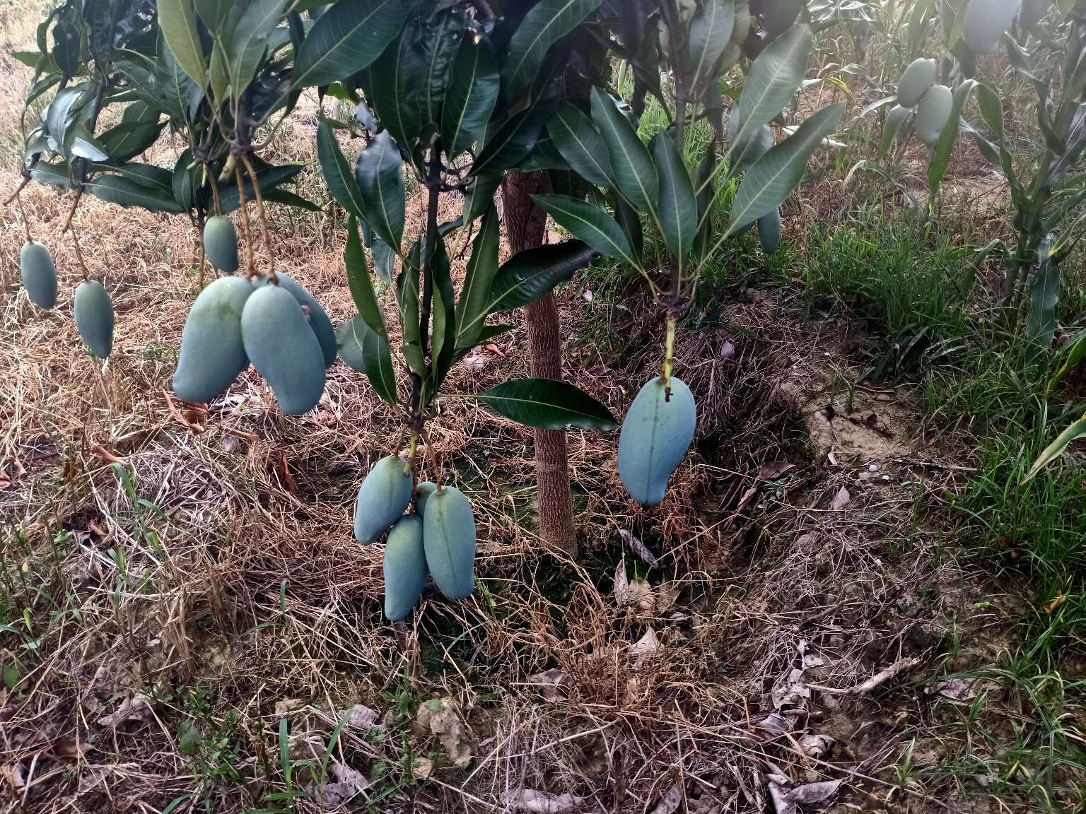 广西桂七芒果园