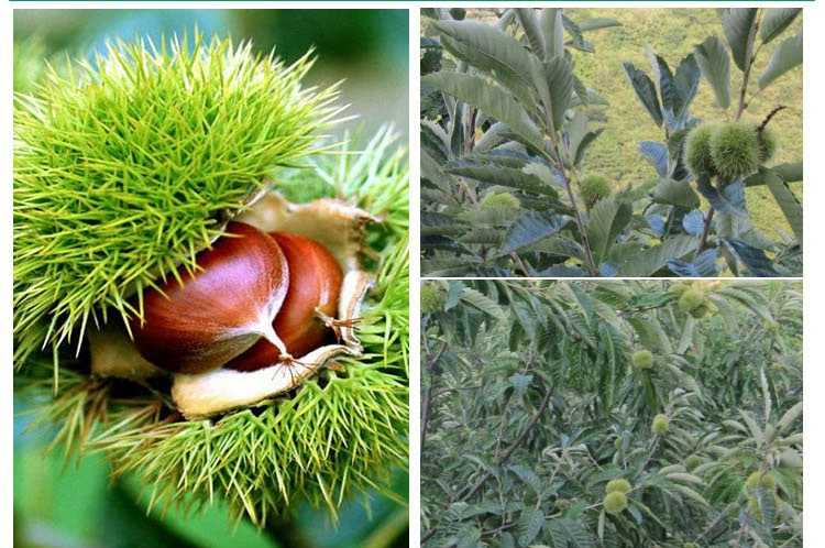 展示中油34号在果园中的生长状态和果实挂树情况 中油34号果园实景图