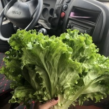 卖苦菊