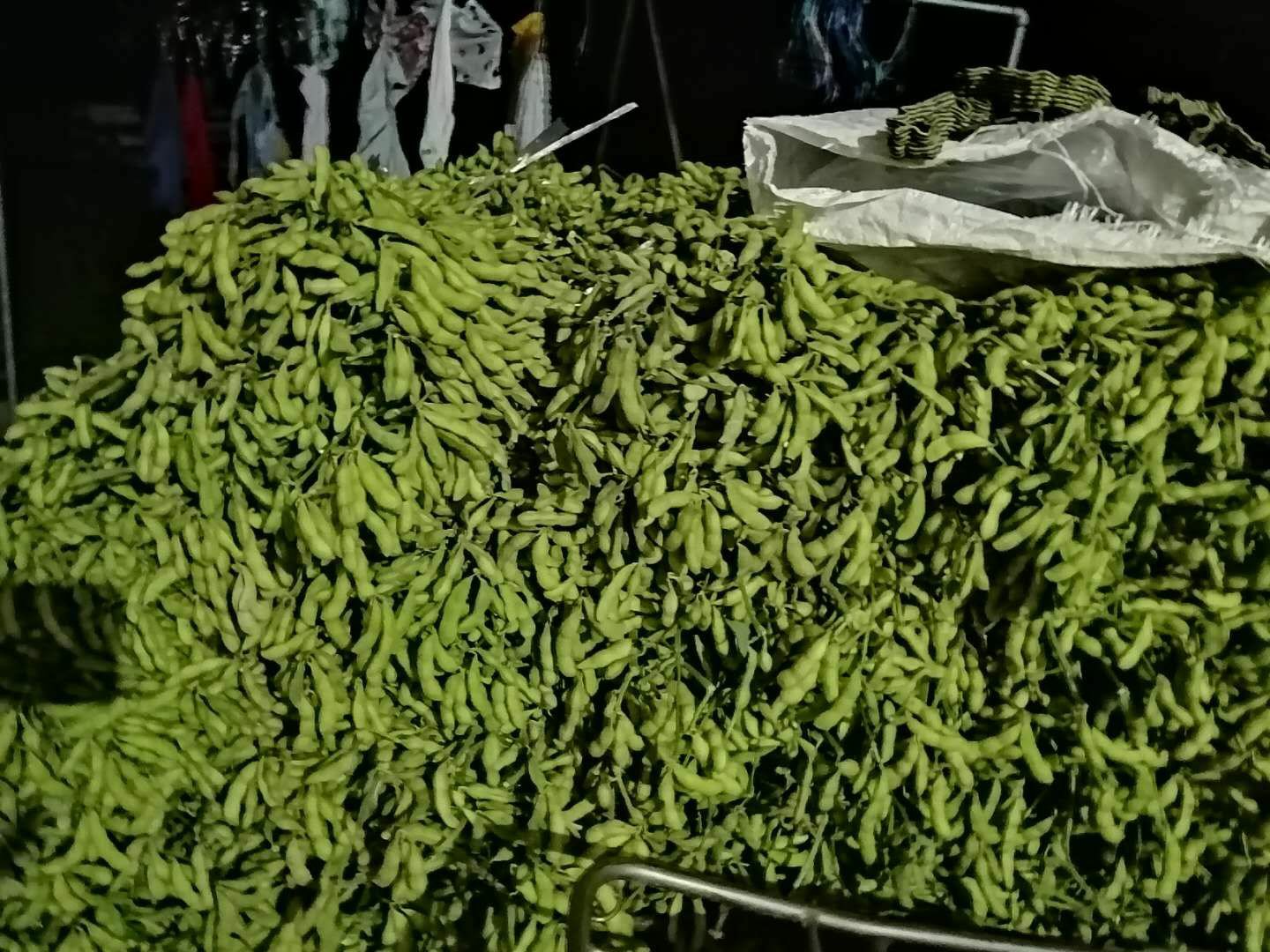 新鲜采摘的绿色毛豆特写