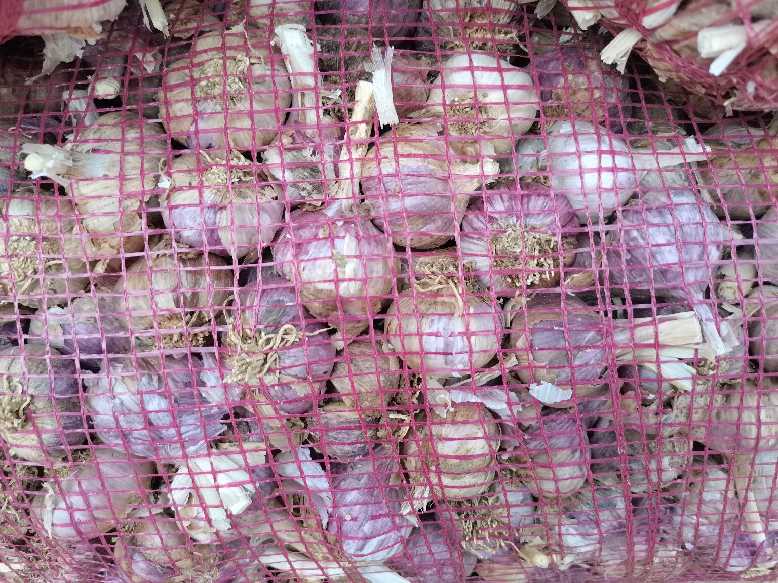 左侧为三颗饱满、表皮完整、颜色乳白的优质蒜米,右侧为两颗发芽、表皮皱缩、底部发黑的劣质蒜米,中间用红线分隔,下方标注‘优质 vs 劣质’字样,背景为浅灰色布纹 优质蒜米与劣质蒜米对比图