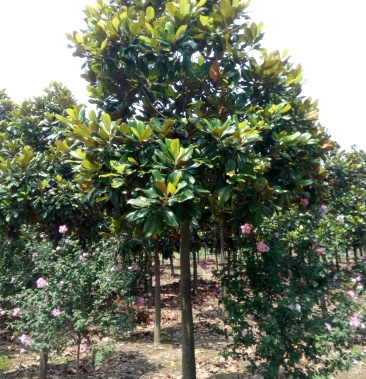 广玉兰大叶广玉兰耐寒广玉兰