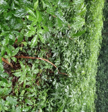 [火镰菜批发]火镰菜价格10.00元/袋 - 一亩田