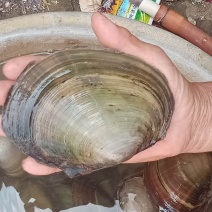 河蚌