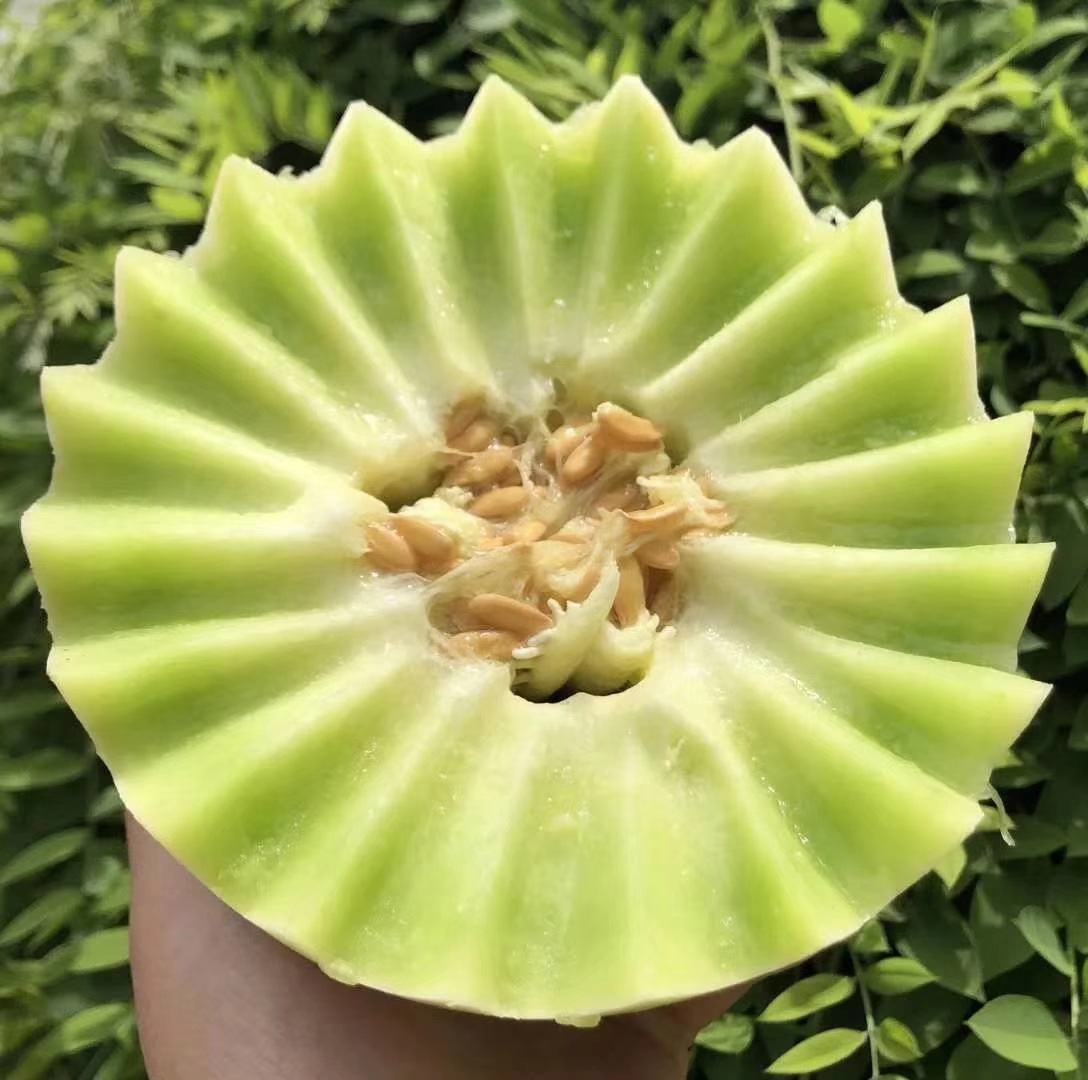 切开的玉菇甜瓜剖面展示