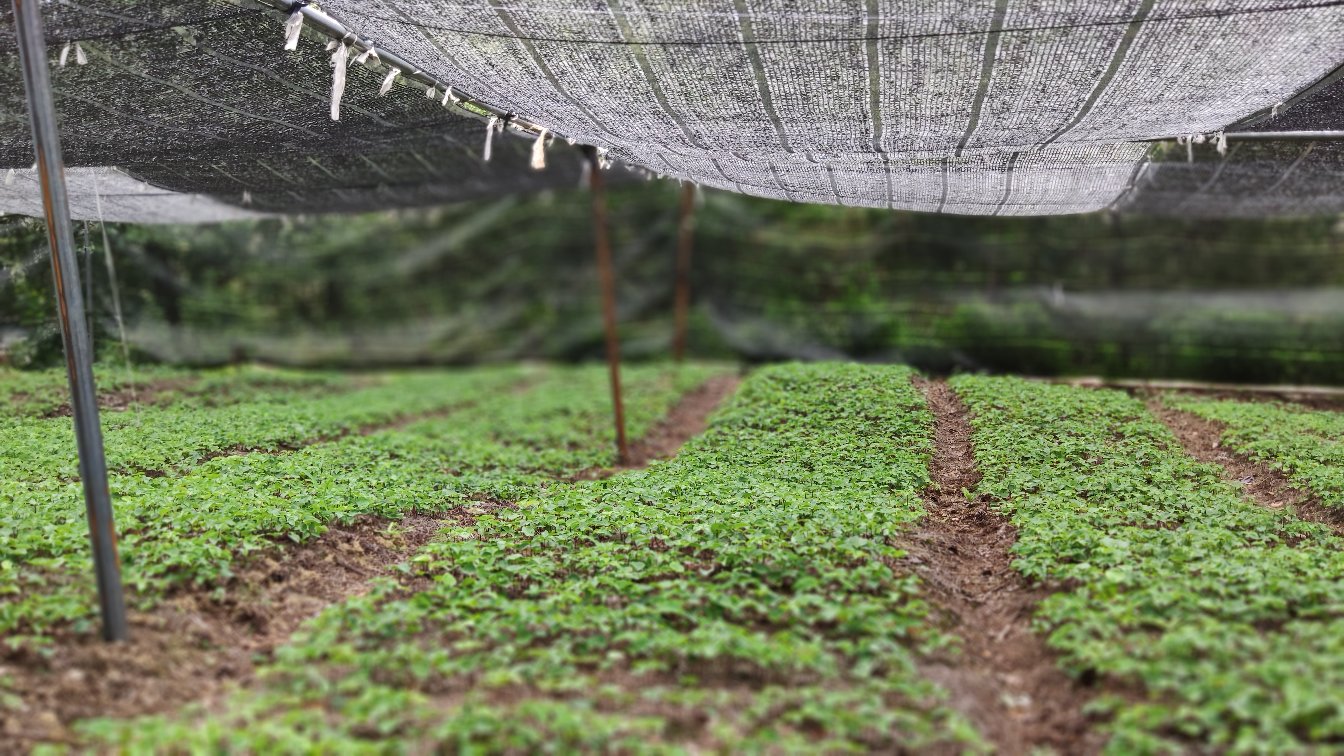 展示在遮阳网下栽培的雏菊植株 雏菊夏季遮阳网栽培示意图