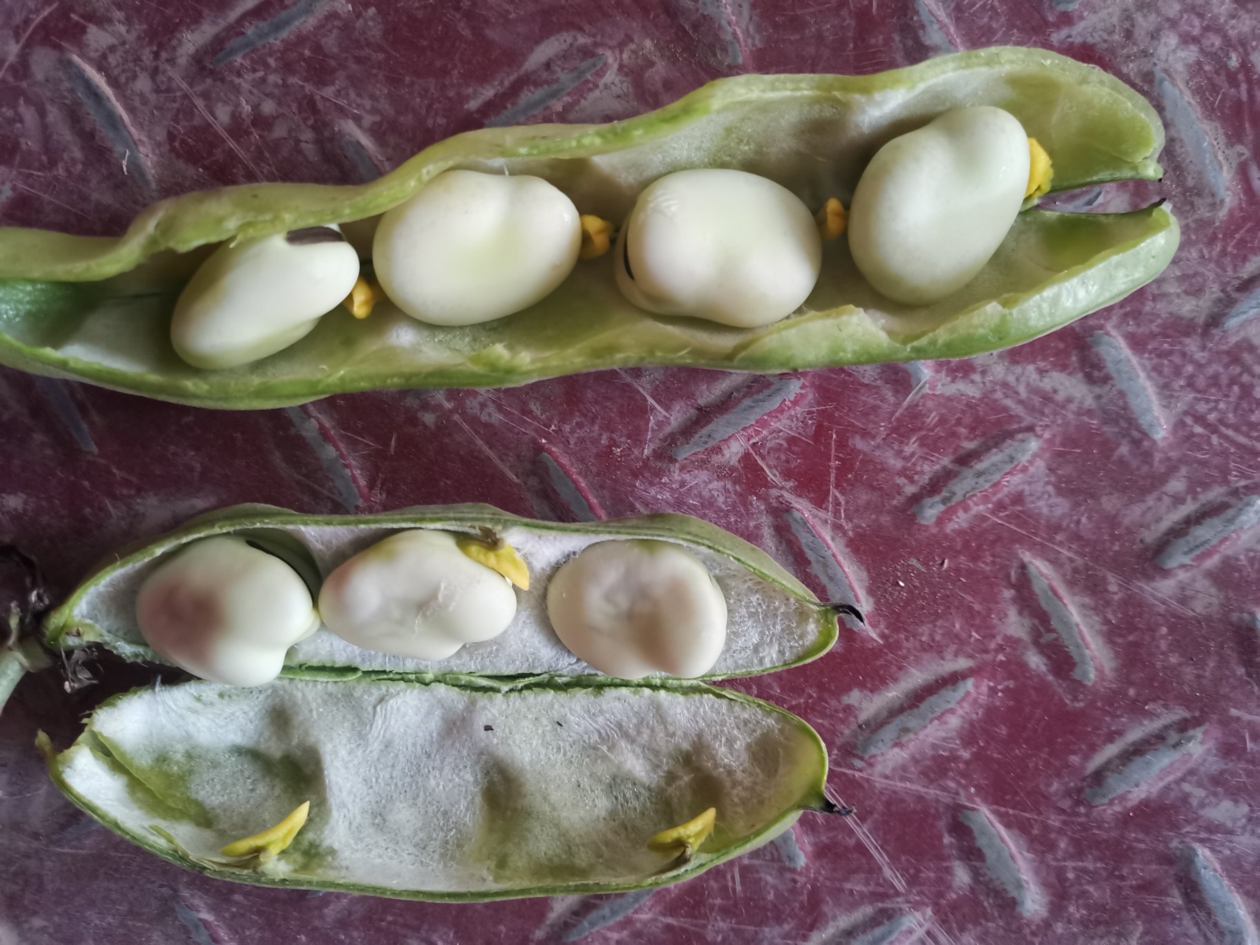 左侧为新鲜豌豆荚及绿色圆粒豌豆,右侧为成熟蚕豆荚及较大的扁椭圆形蚕豆种子,背景为田园土壤环境,用于直观展示两种豆类在形状、大小和颜色上的差异 豌豆与蚕豆对比图