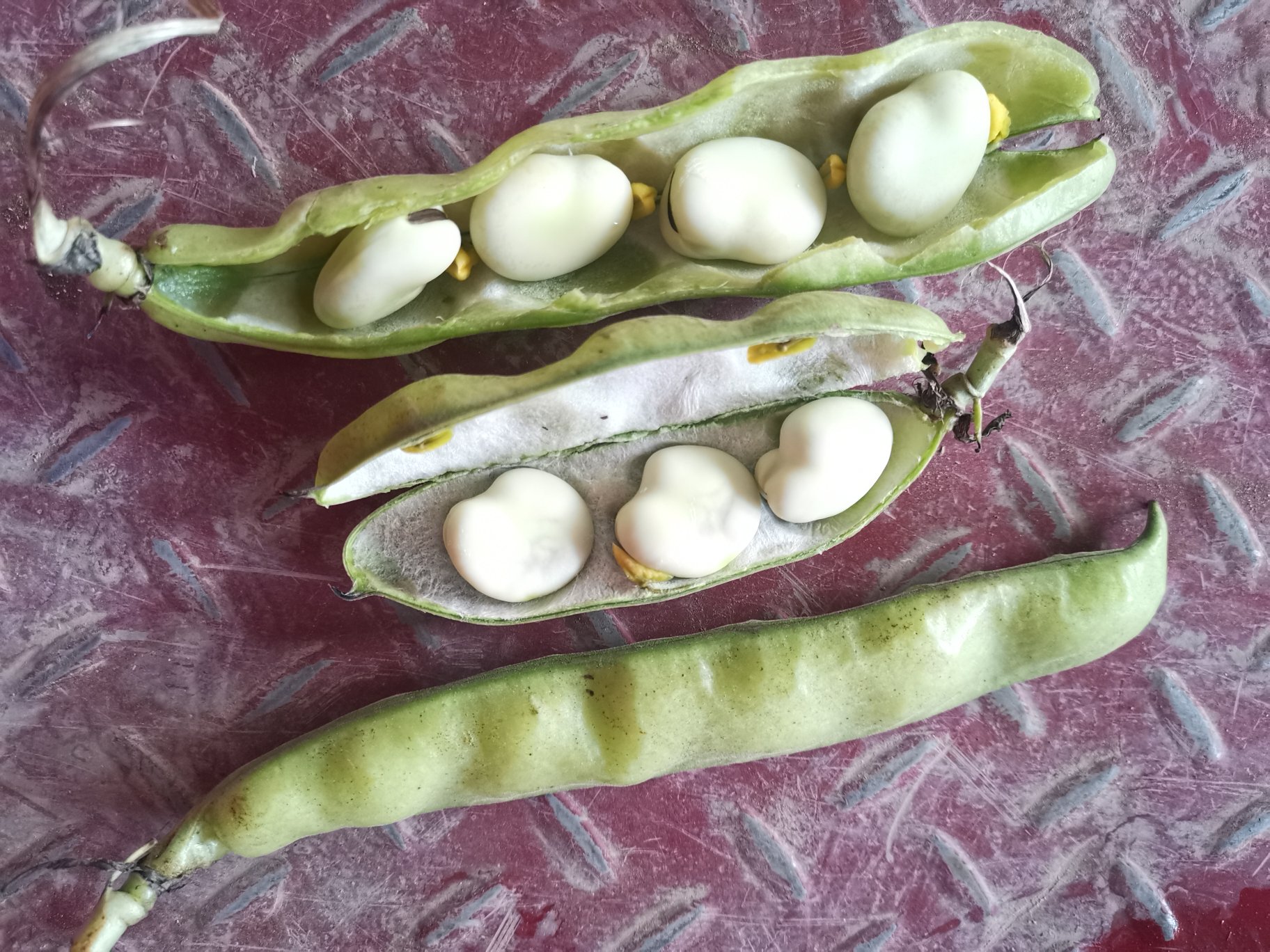 蚕豆不同成熟阶段对比图