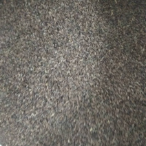 霍香，霍香种子，霍香苗子，提供技术指导，出苗率90%