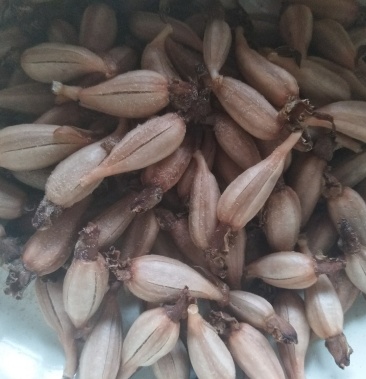 乌天麻种果天麻种苗一代优质品种产量高