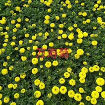 万寿菊山东青州花卉基地产地直销质优价廉