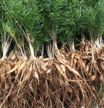 天冬苗,天冬苗子,天门冬成活率90%,提供技术指导