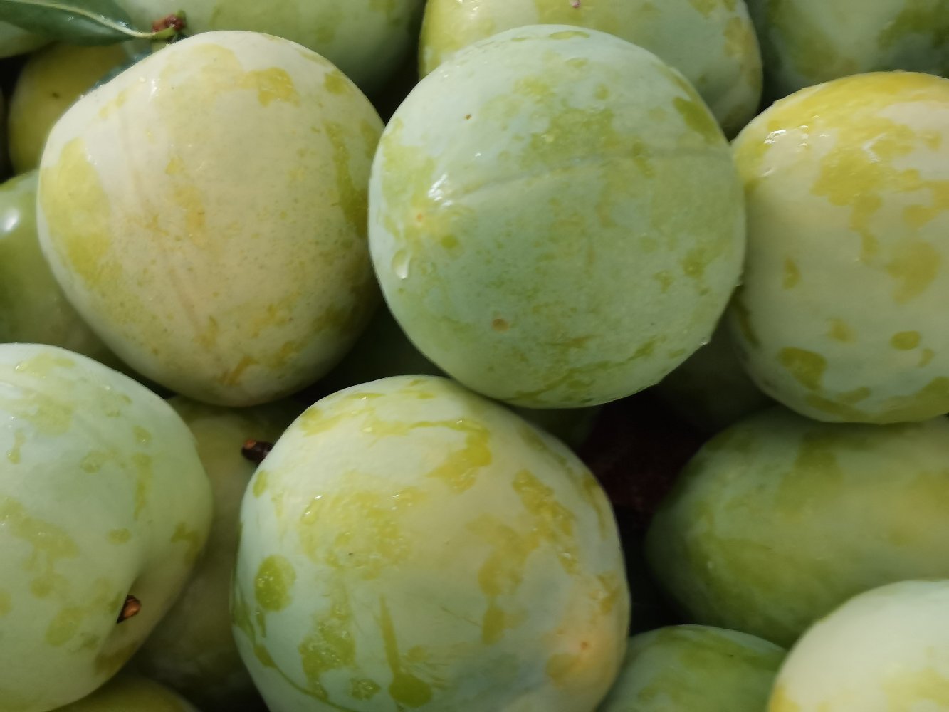 桃形李果实特写