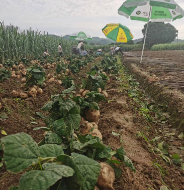 [豆薯批发]广西,凉薯大量供应中,皮薄汁多,口感甜脆价格0.