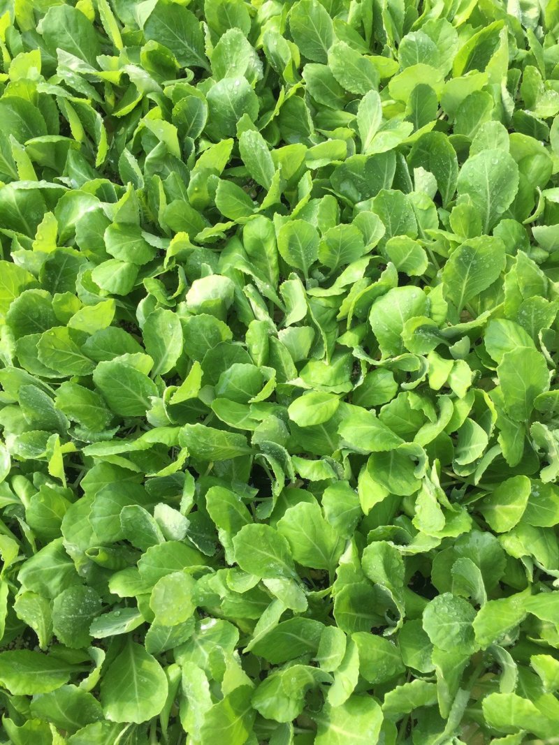 有机花菜苗青梗小米粒菜花苗松花苗现货直发